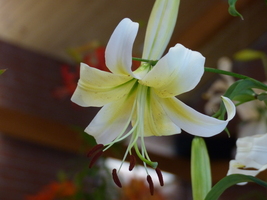 Foto: Dr. Peter Müller